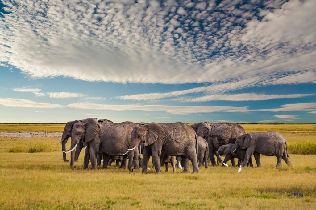 Elephant in the African savanna at sunset