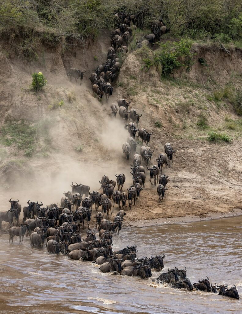 The Great Migration in Africa