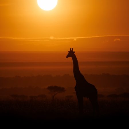 Halisi Africa Tours Safaris giraffe at sunrise