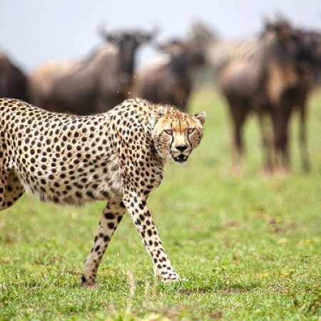 Wetu_Cheetah with Wildebeest_Northern Serengeti