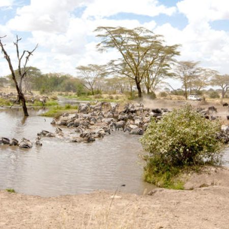 Wetu_Wildebeest_Central Serengeti