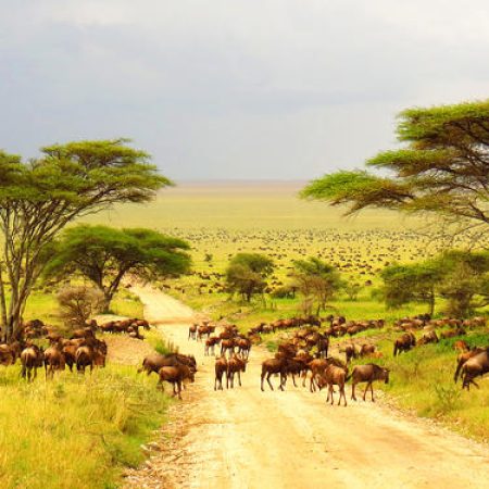 Wetu_Wildebeest_Ndutu