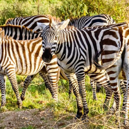 Wetu_Zebras_Southern Serengeti