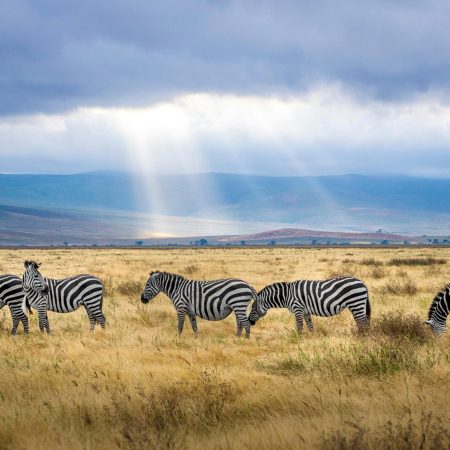 Wildlife_Tanzania_5