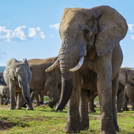 Elephant Safari Africa