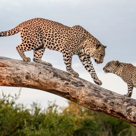 Safari Leopards - mother and cub on branch